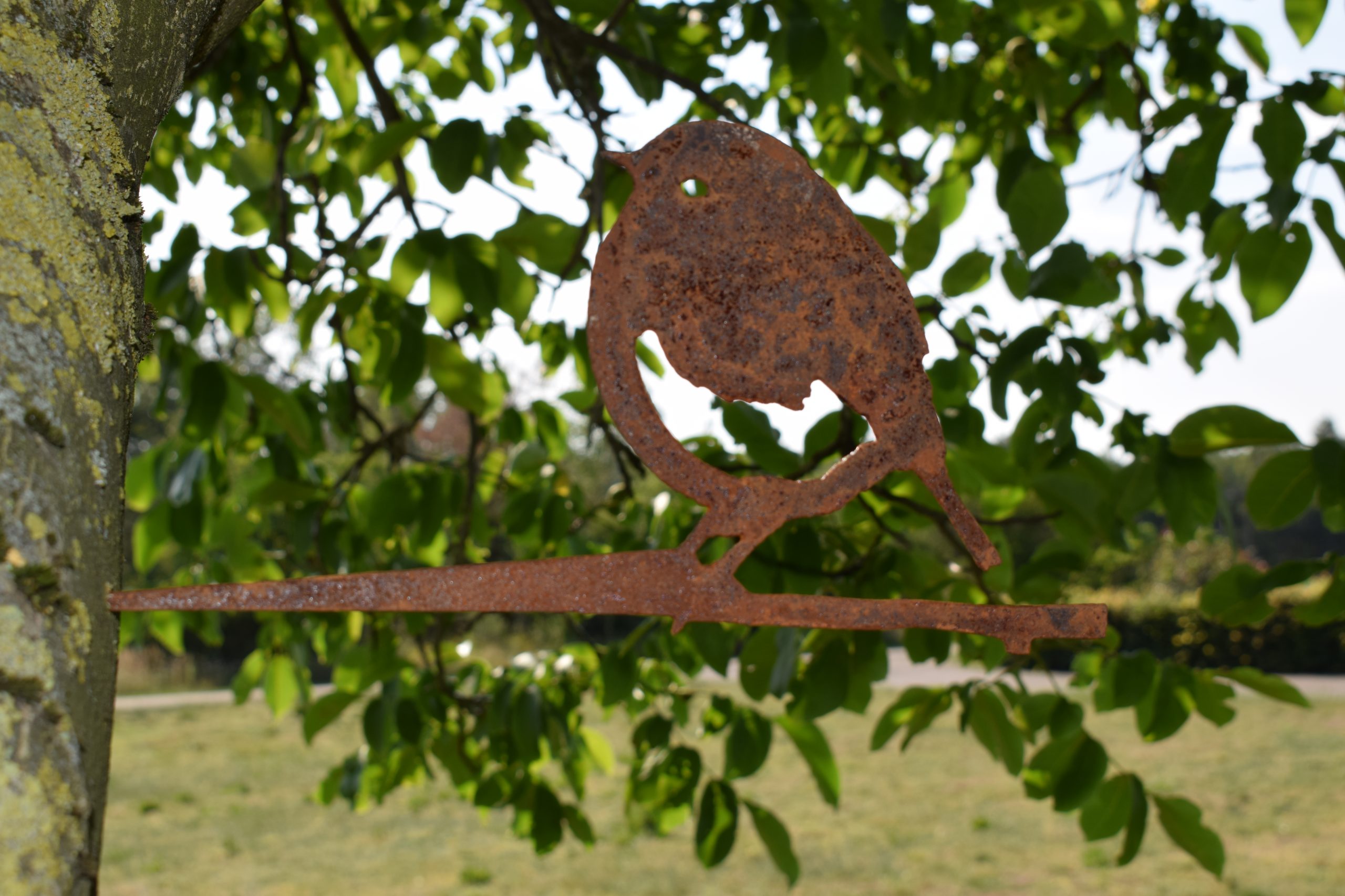 Roodborst - Afbeelding 3
