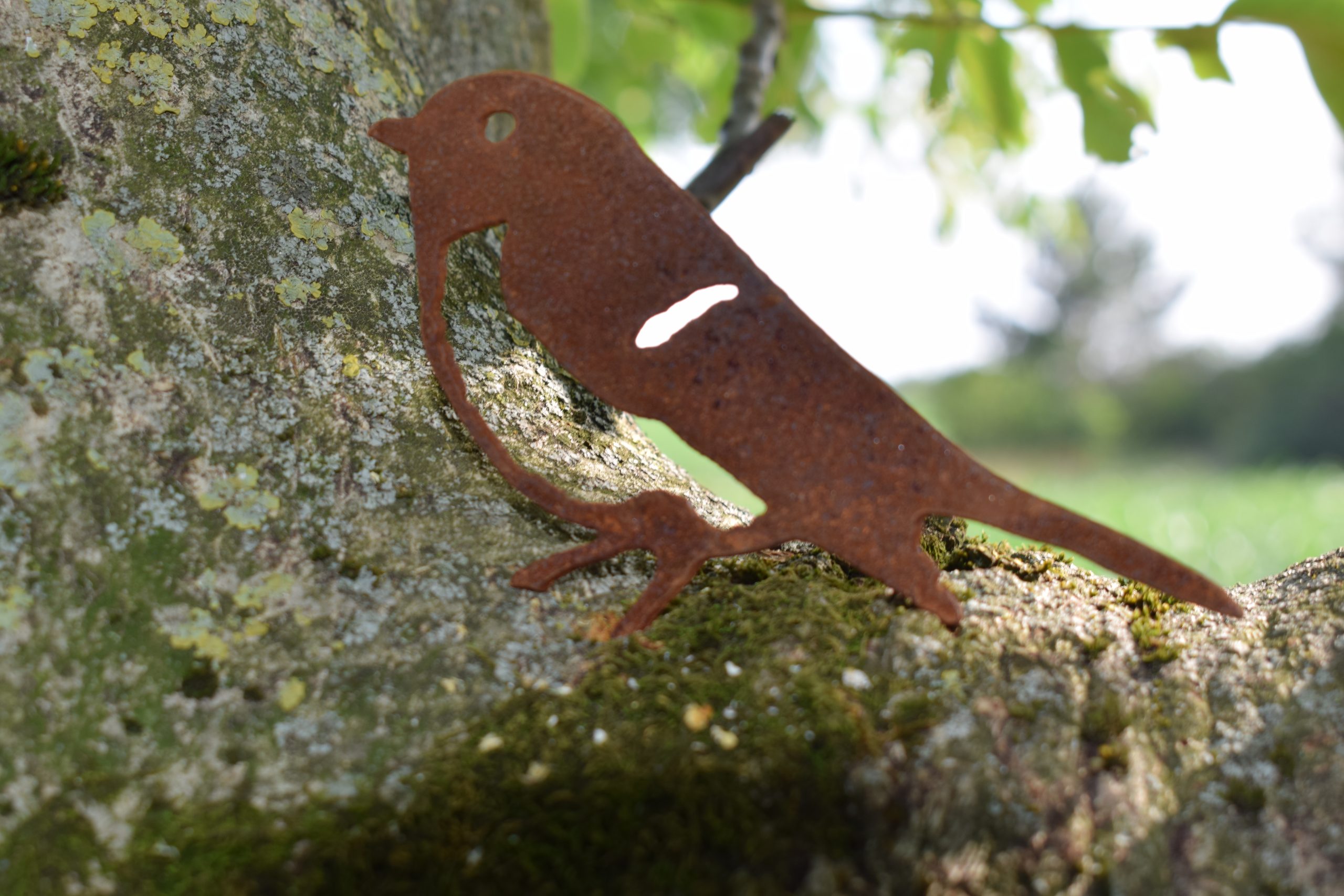 Roodborst klein - Afbeelding 5
