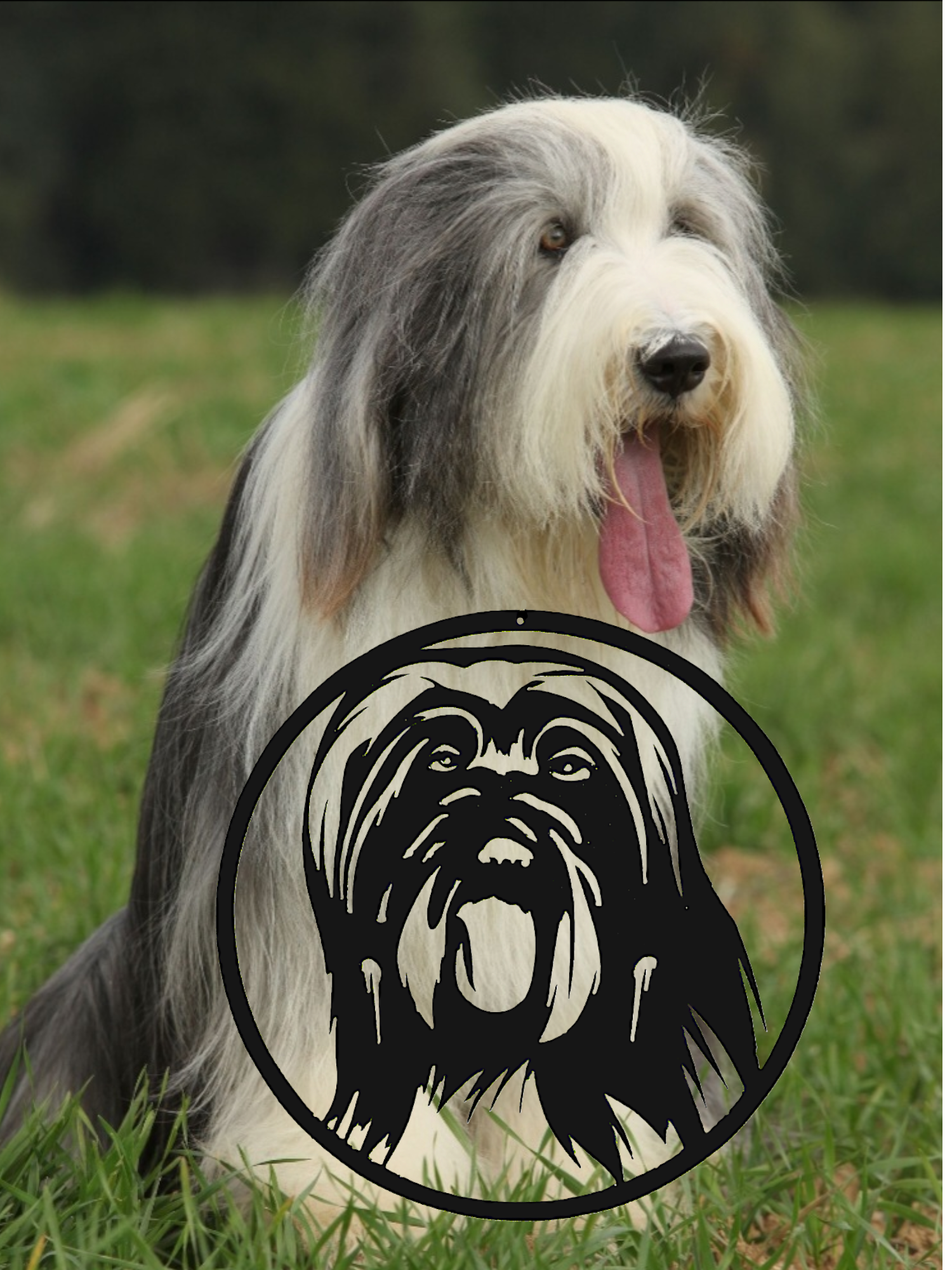 Bearded collie (zwart) - Afbeelding 3