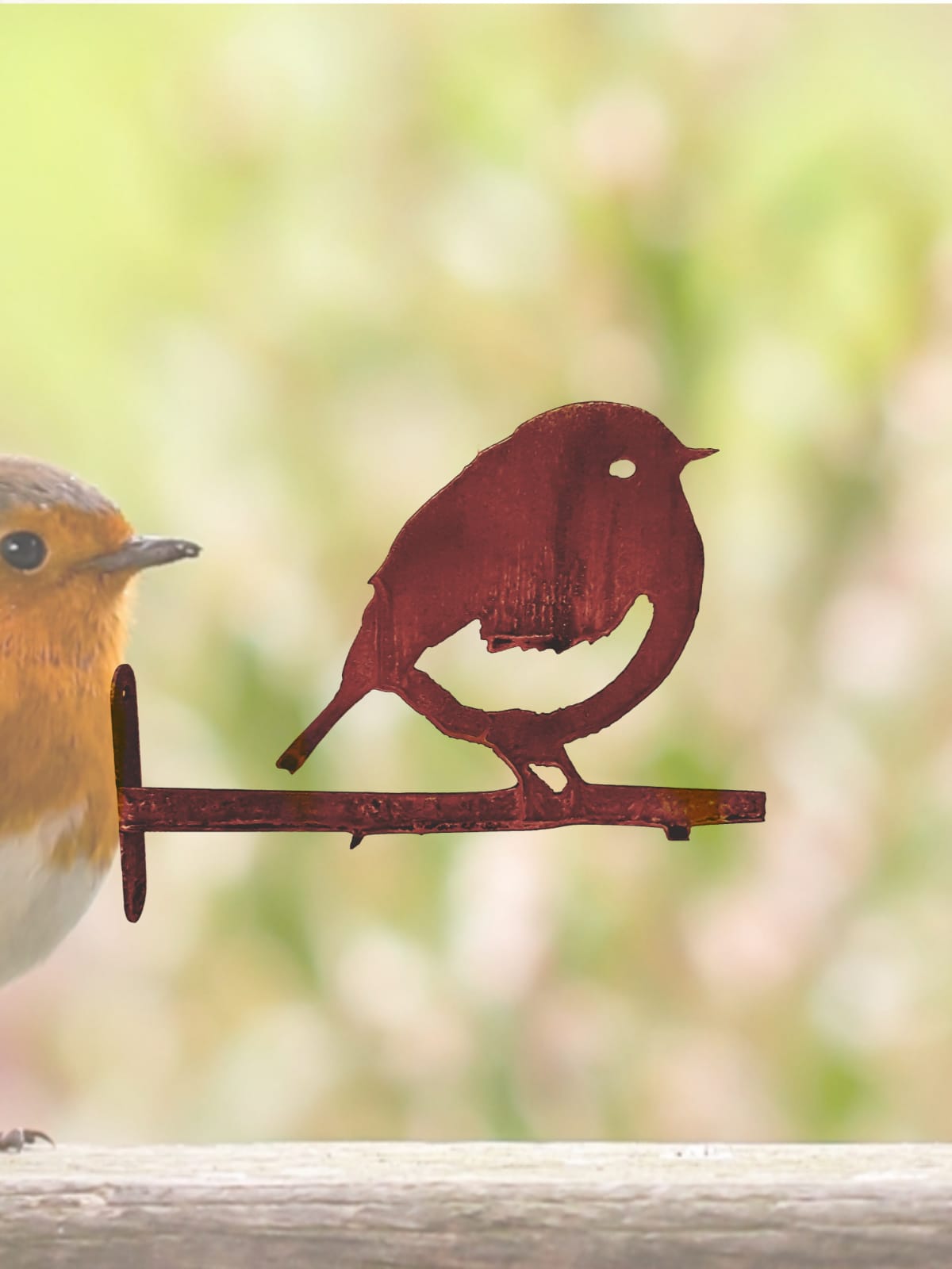 Roodborst voor schutting - Afbeelding 2